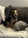 adoptable Dog in ashville, OH named Dion *FTA*