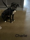 Charlie Angel