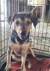 adoptable Dog in ashville, OH named Minpinchis - Parker *FTA*