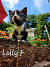Lolly