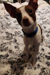 Little Man