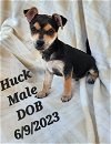 Momma Maggie’s  Pup - Huck
