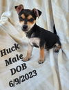 Momma Maggie’s  Pup - Huck