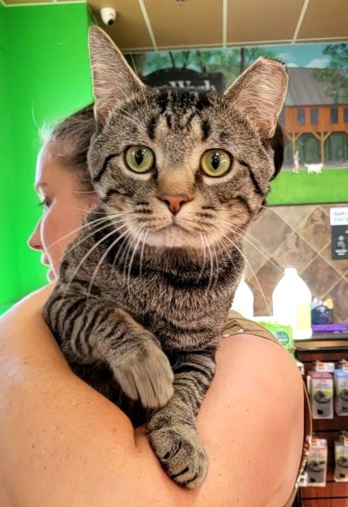 Simba