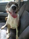 adoptable Dog in ashville, OH named Wild Bill