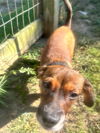Carson