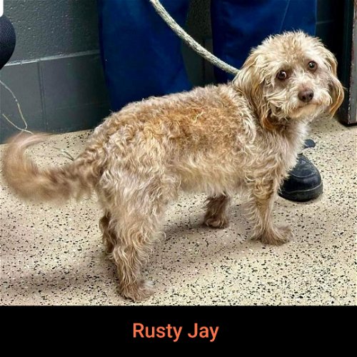 Rusty Jay