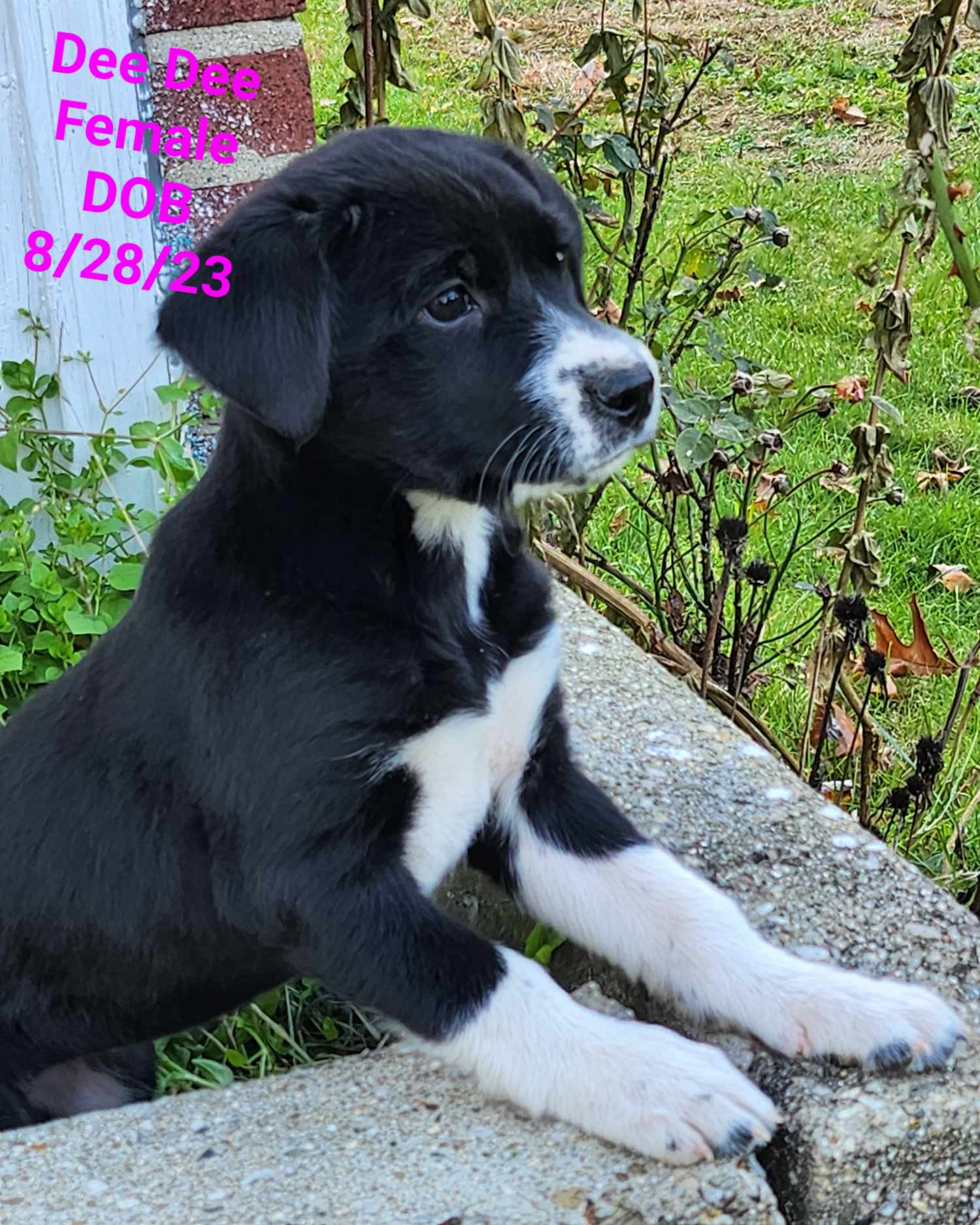 Dog for Adoption - Border Collie Brats - DeeDee, a Border Collie in ...