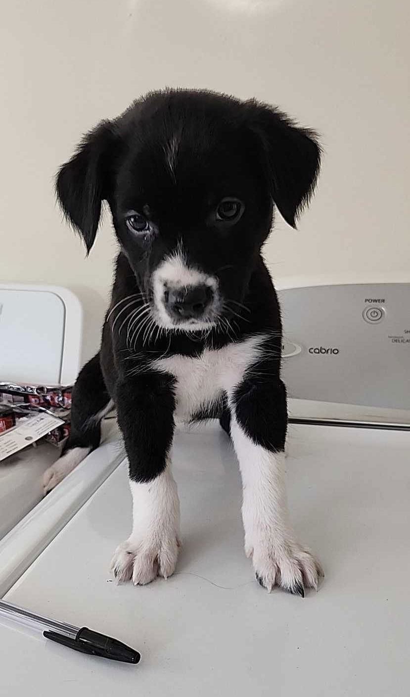 Dog for Adoption - Border Collie Brats - DeeDee, a Border Collie in ...