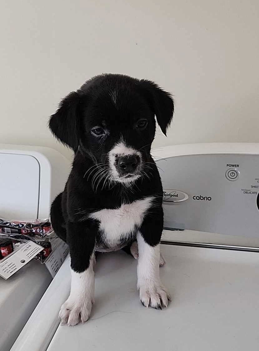 Dog for Adoption - Border Collie Brats - DeeDee, a Border Collie in ...