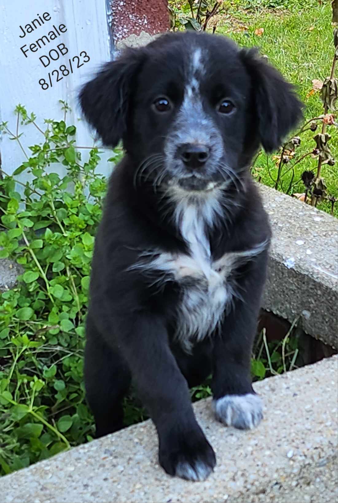 Dog for Adoption - Border Collie Brats - Janey, a Border Collie in ...