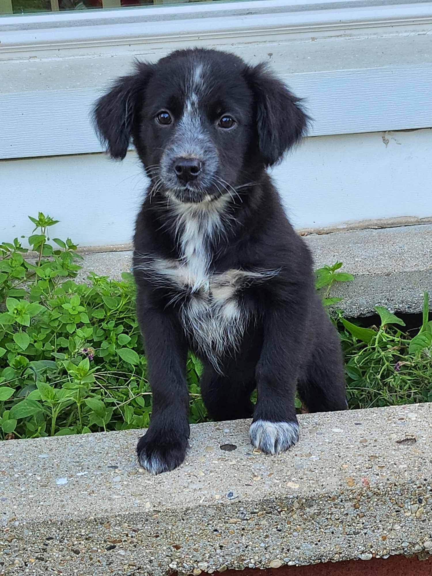 Dog for Adoption - Border Collie Brats - Janey, a Border Collie in ...