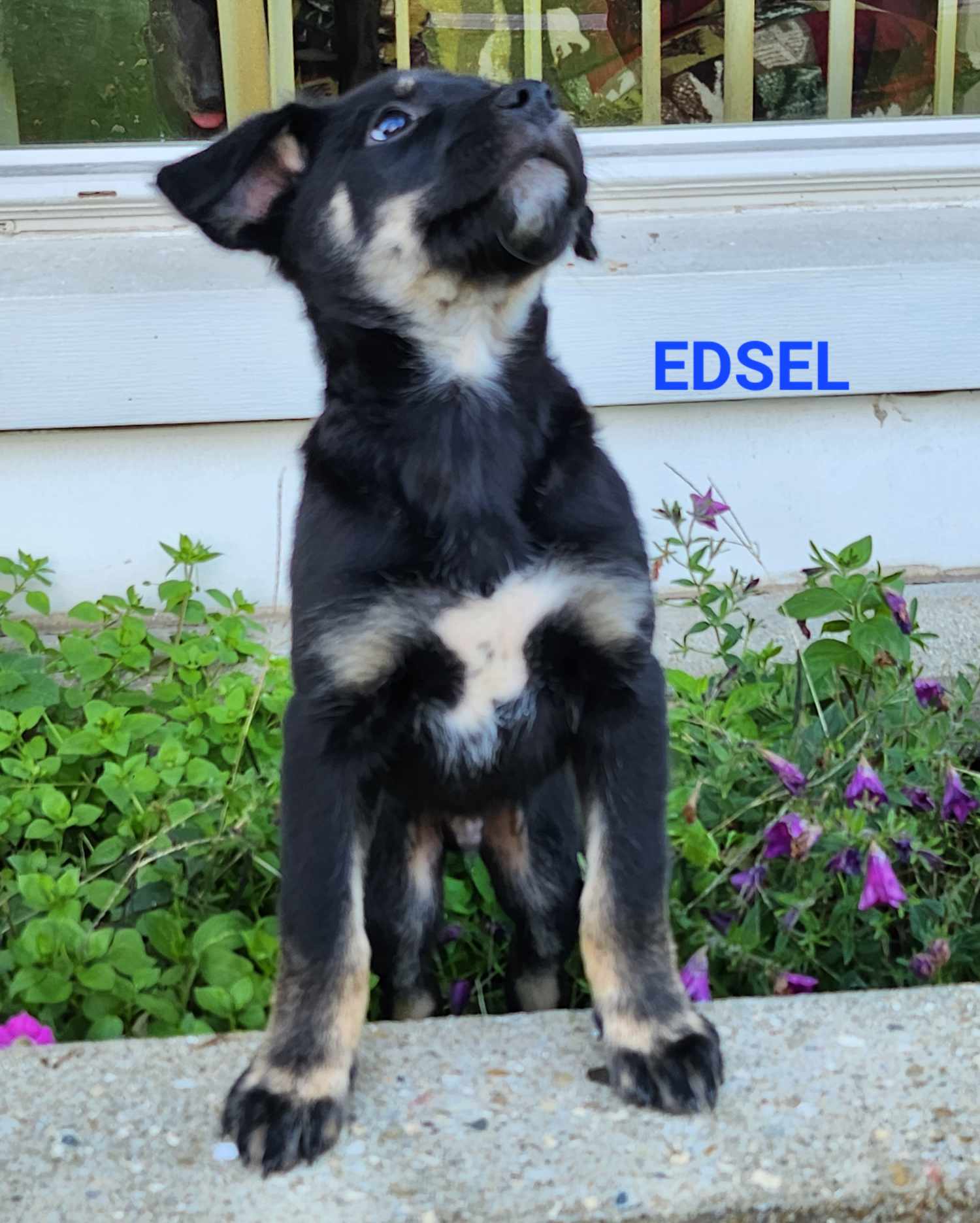 Dog for Adoption - Border Collie Brats - Edsel, a Border Collie in ...