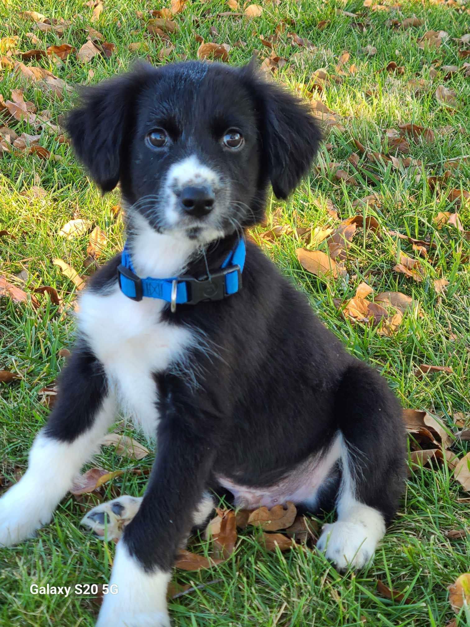 Dog for Adoption - Border Collie Brats - Dan, a Border Collie in ...