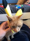 Pikachu (kitty)