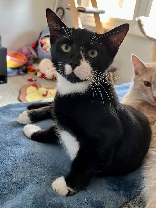 Hobie (Spider-Verse Crew) Kitty