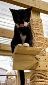 Hobie (Spider-Verse Crew) Kitty