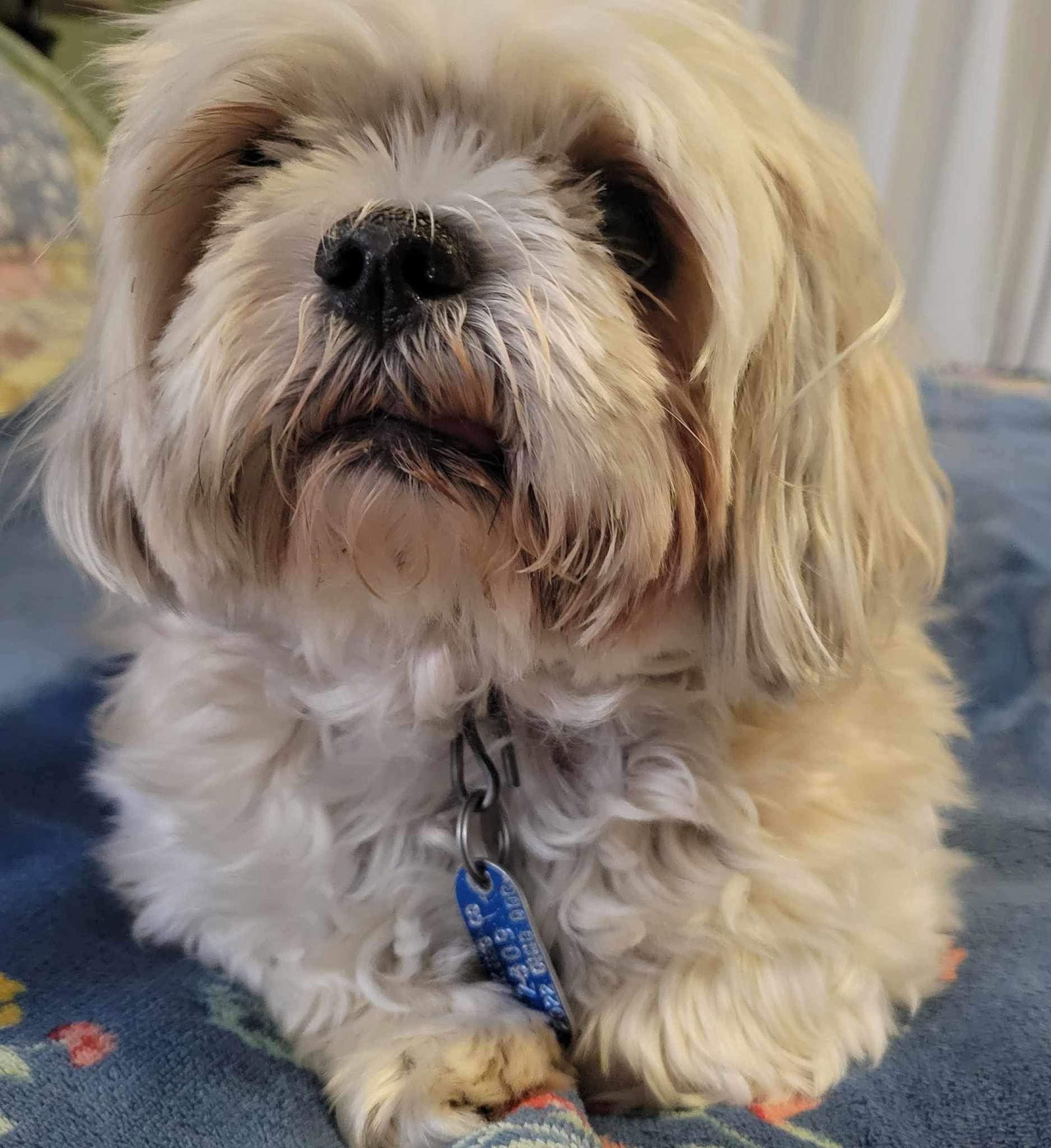 Dog for Adoption - Precious, a Shih Tzu in Delaware, OH | Alpha Paw