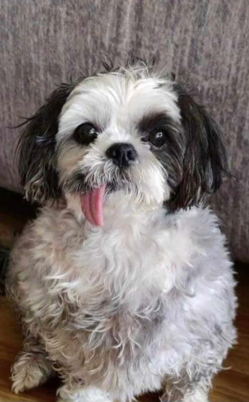 Gidget
