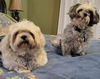 Gidget