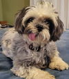 Gidget