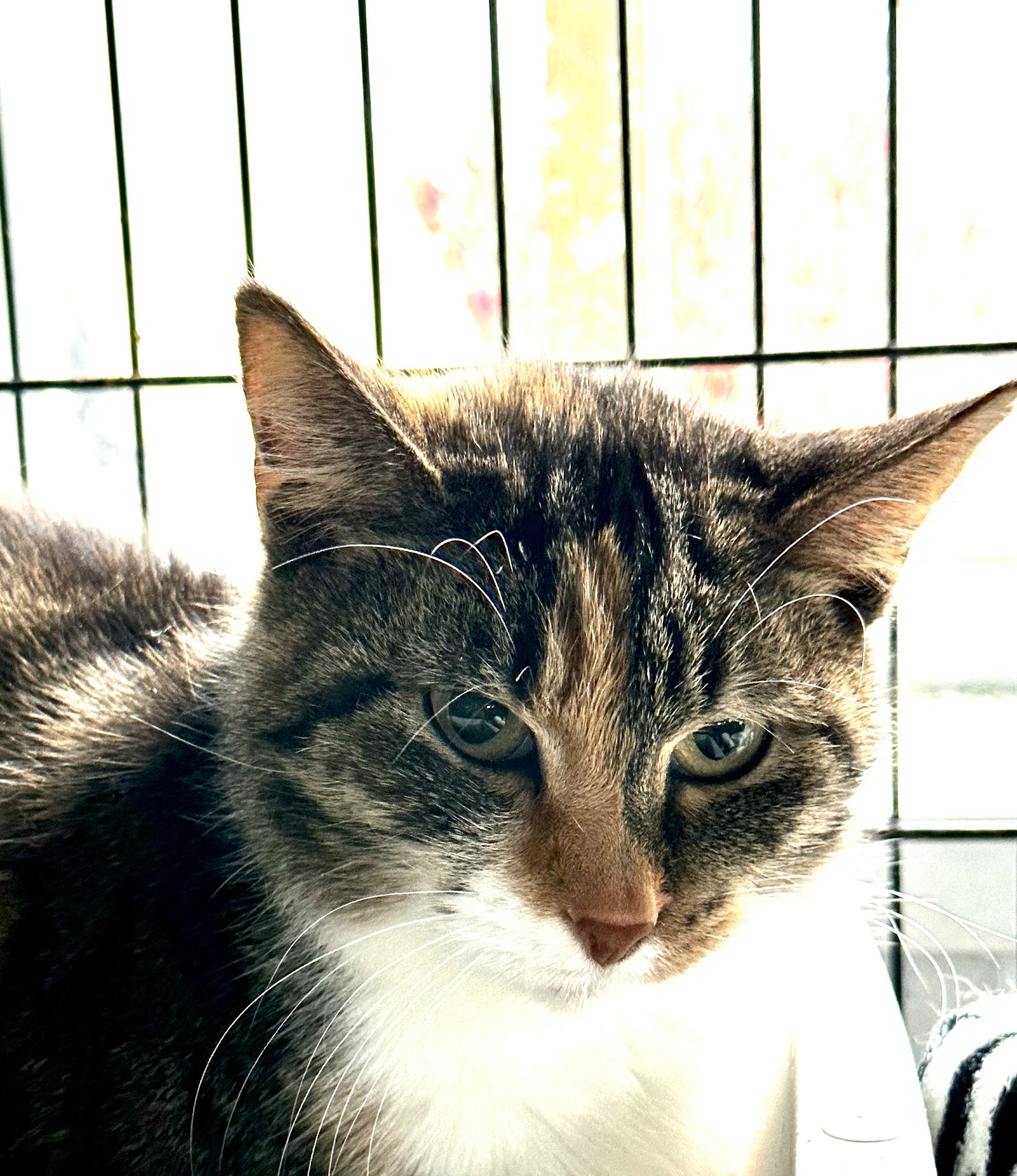 Cats for Adoption in Jackson, Ohio Alpha Paw