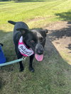 Border Collie Brats Momma Luna - Photo 1