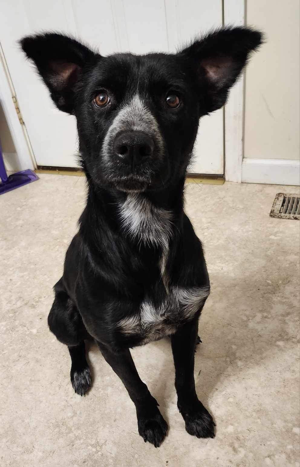 adoptable Dog in Ashville, OH named Border Collie Brats Momma Luna