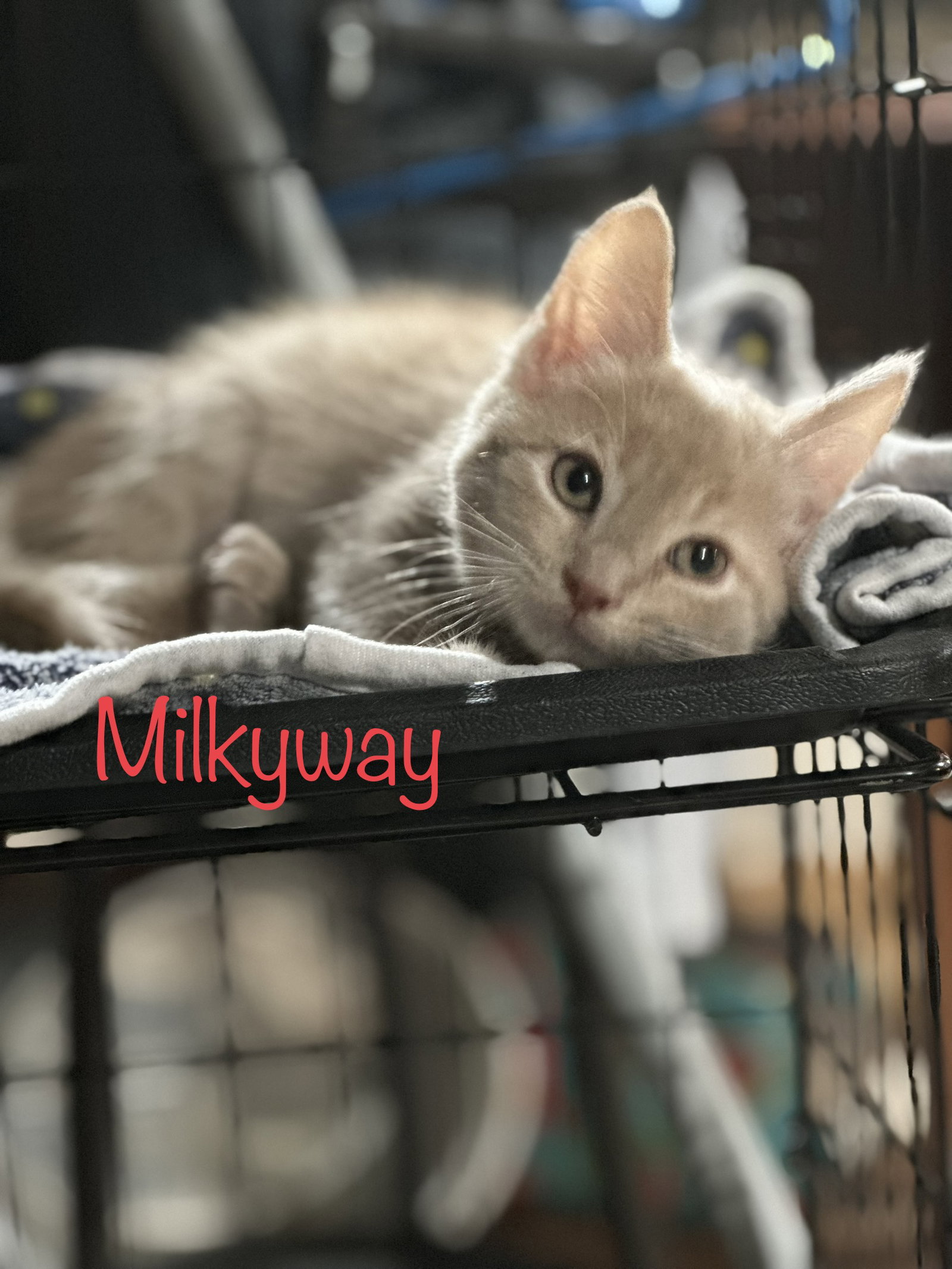 Cats for Adoption in Chillicothe, Ohio Alpha Paw