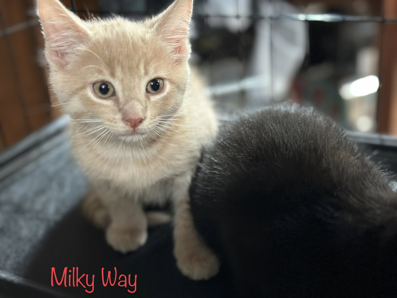 Cats for Adoption in Chillicothe, Ohio Alpha Paw