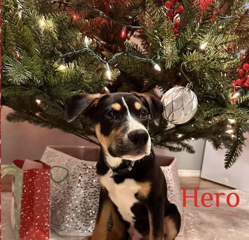 Hero