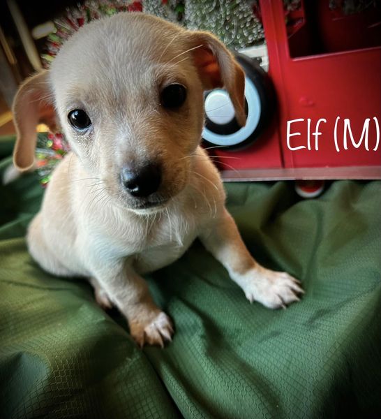 Dog for Adoption - Holiday Crew - Elf, a Dachshund in Chillicothe, OH ...