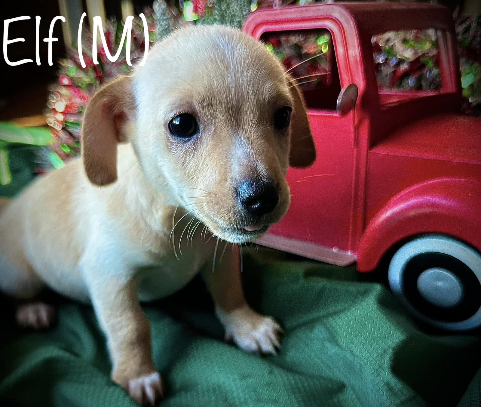 Dog for Adoption - Holiday Crew - Elf, a Dachshund in Chillicothe, OH ...