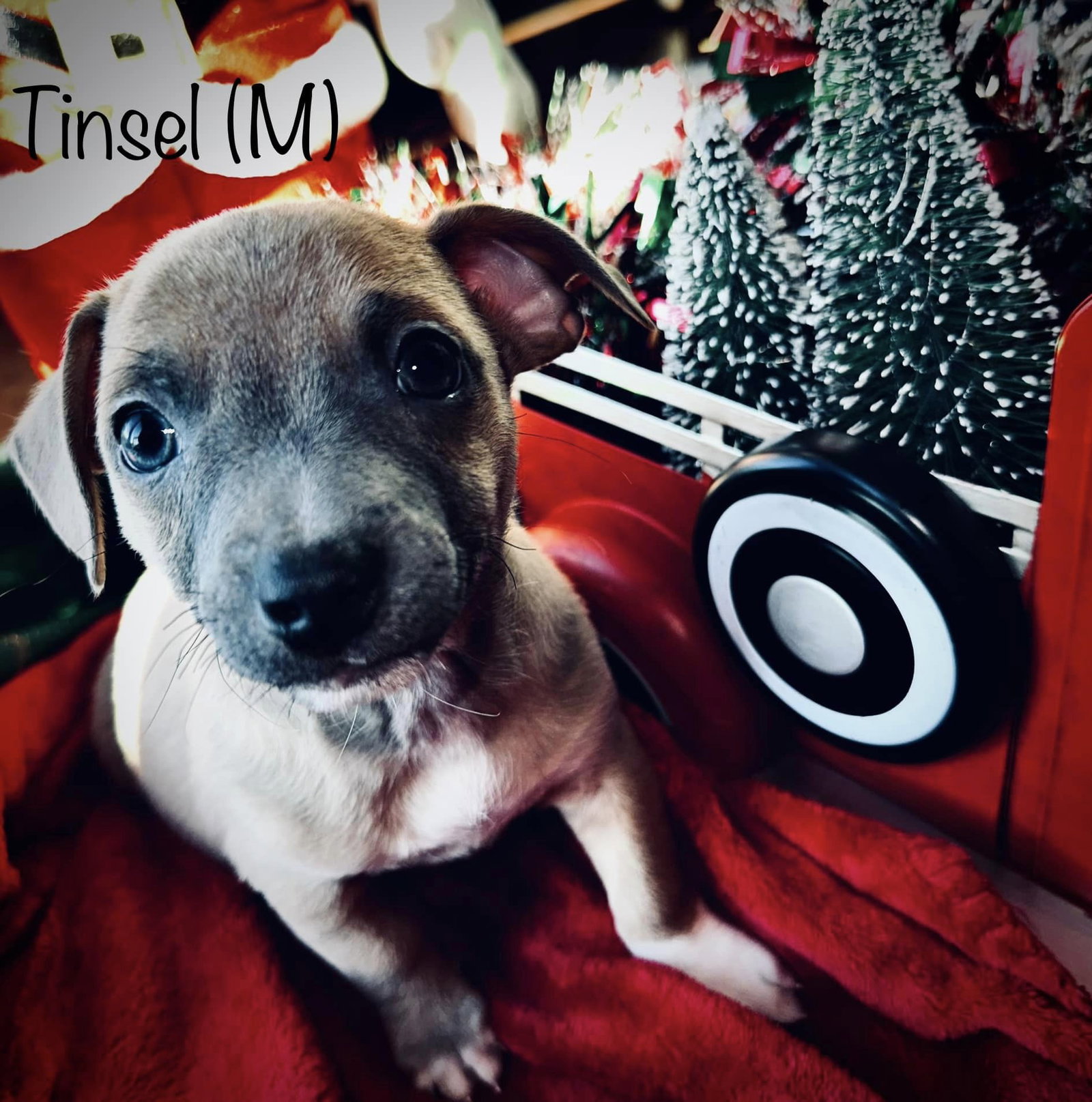 Dog for Adoption Holiday Crew Tinsel, a Dachshund in Columbus, OH