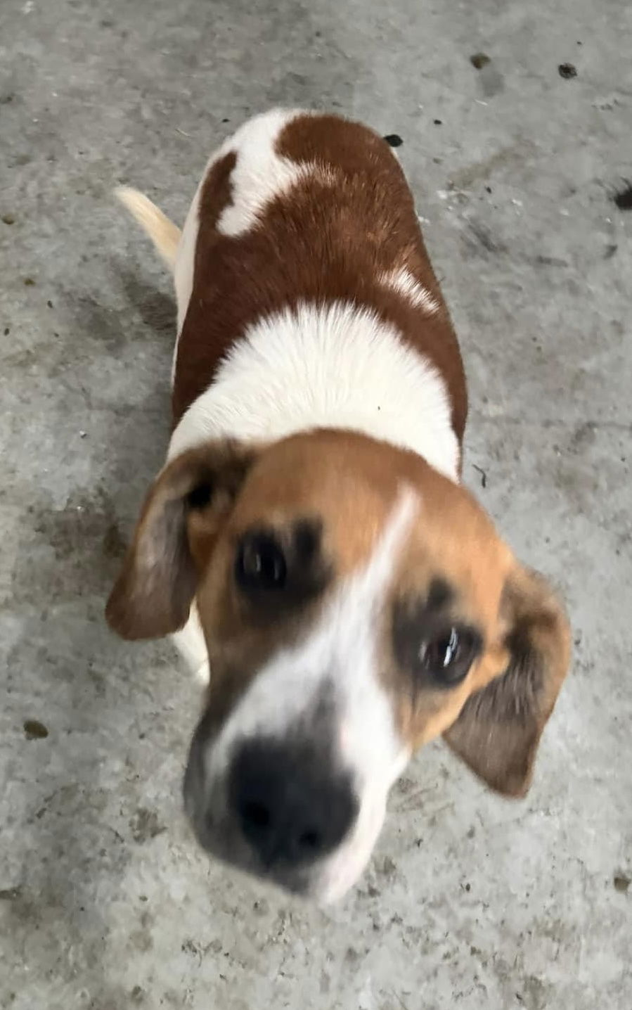 Dog for Adoption - Barbie Movie ~ Barbie, a Beagle in Frankfort, OH ...