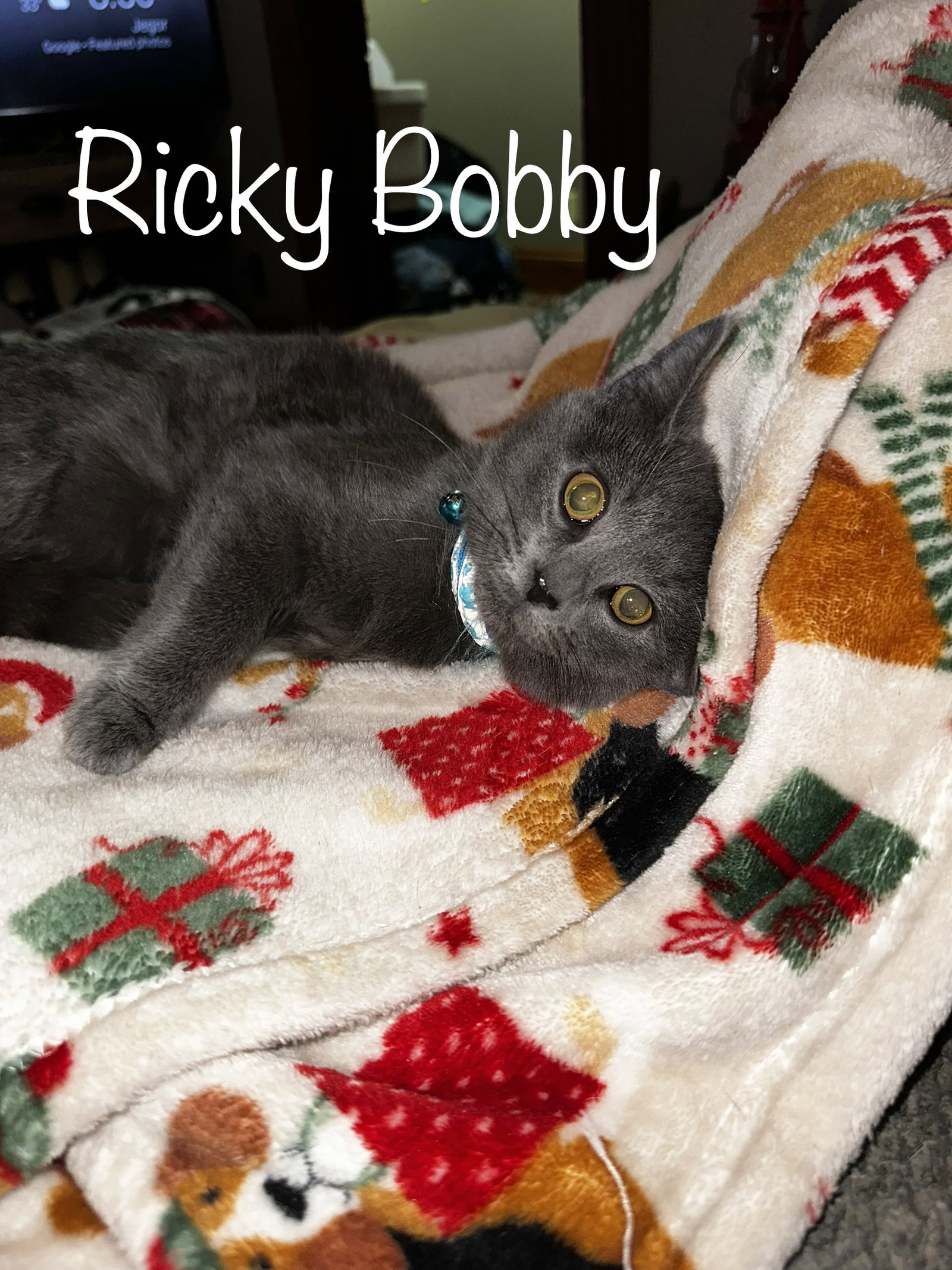 Cats for Adoption in Hilliard, Ohio Alpha Paw