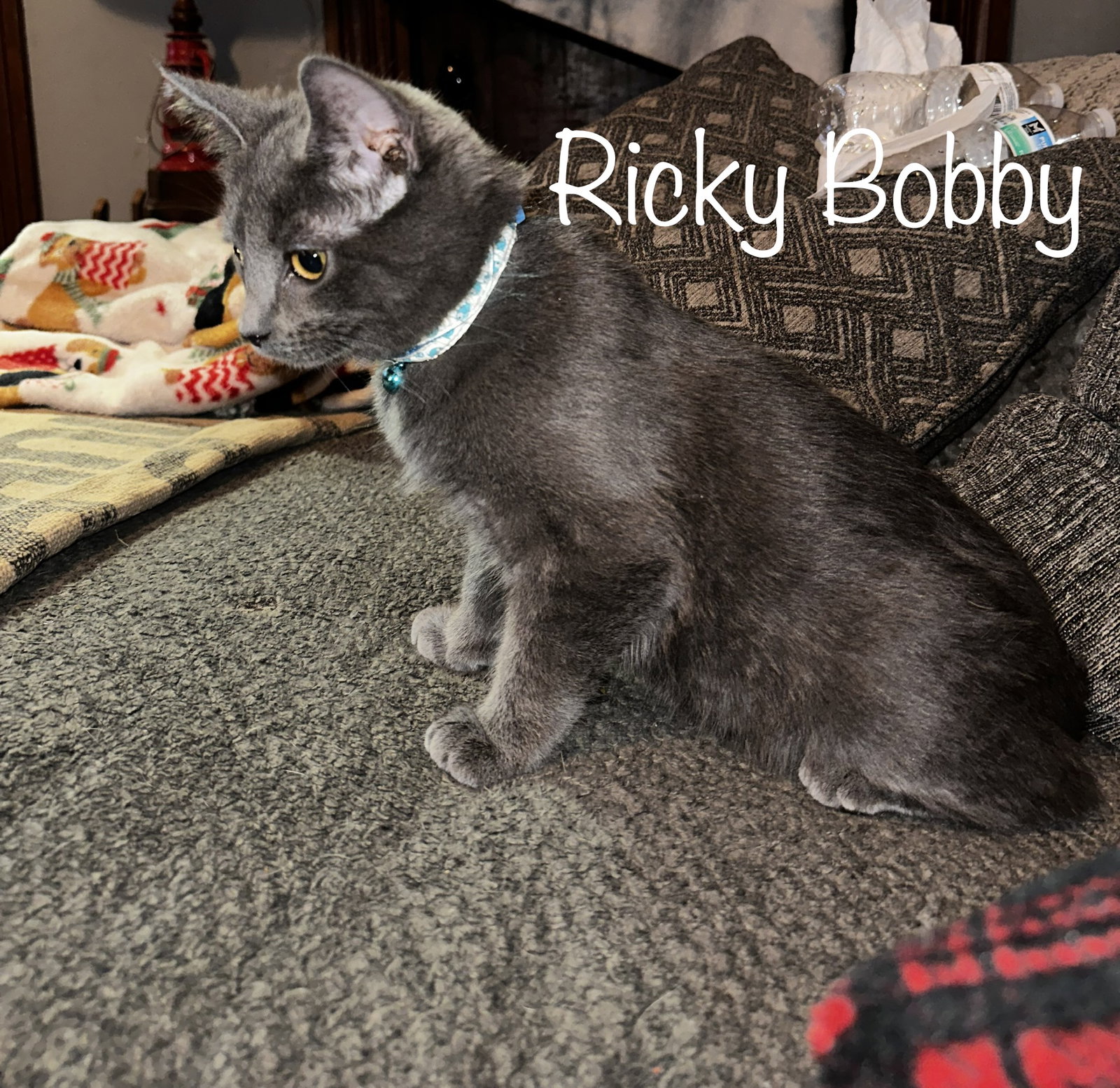 Cats for Adoption in Hilliard, Ohio Alpha Paw
