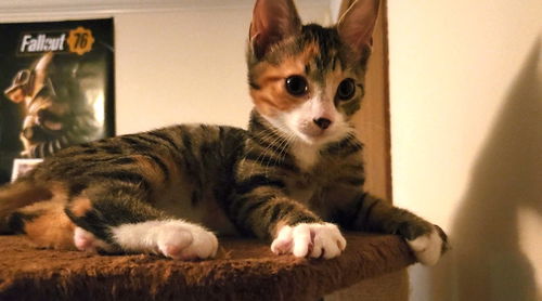 Opera (kitty)