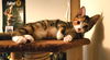 Opera (kitty)