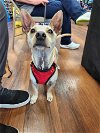 adoptable Dog in ashville, OH named Prince Love