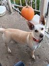 adoptable Dog in  named Prince Love *FTA*