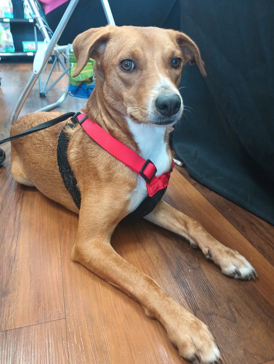 adoptable Dog in Ashville, OH named Tiny Tinsel