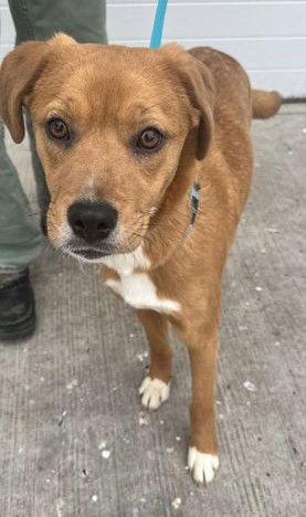Hazel Holly - VET Program