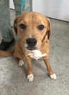 Hazel Holly - VET Program