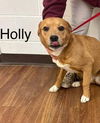 Hazel Holly - VET Program