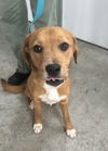 Hazel Holly - VET Program