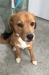 Hazel Holly - VET Program