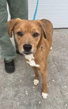 Hazel Holly - VET Program