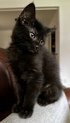 Onyx