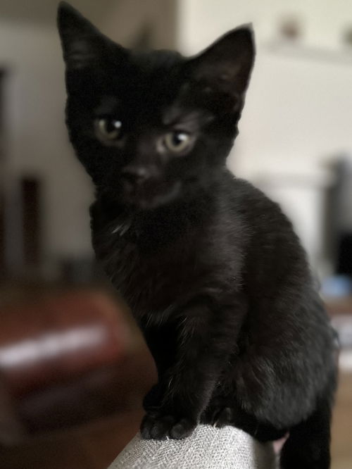 Onyx